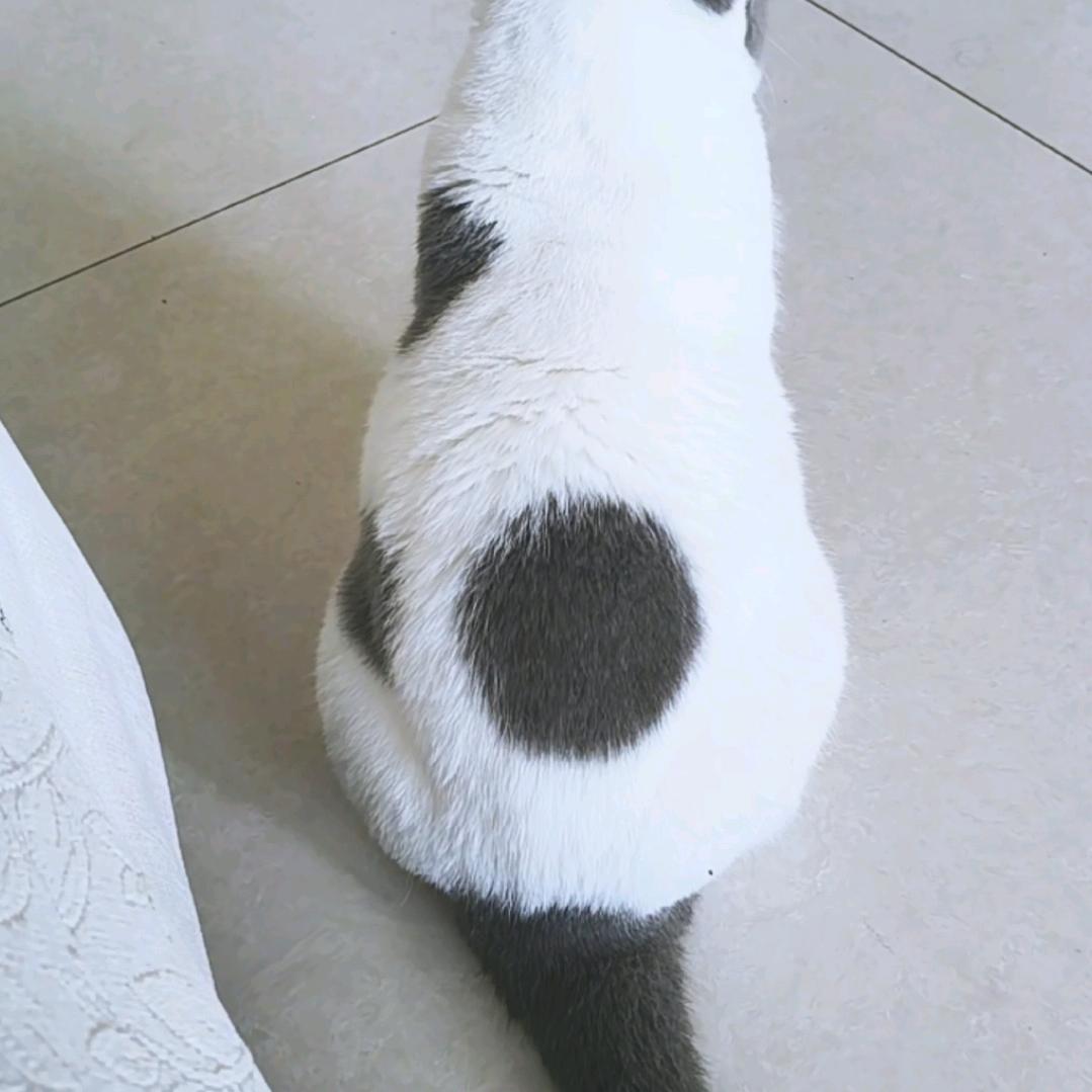 咪了个喵