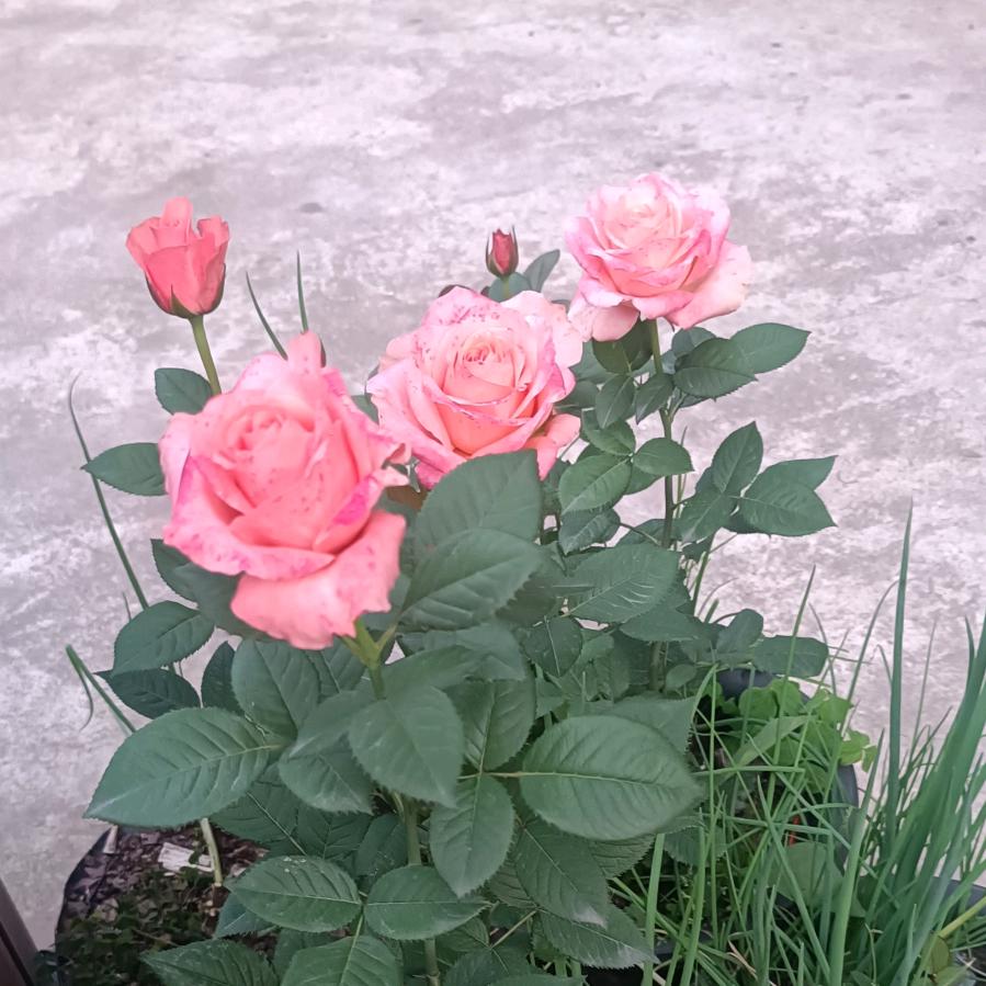 丑妹＠_＠假的真不了