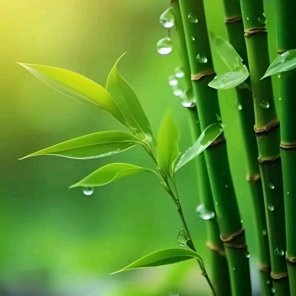 五九九装饰白张亚