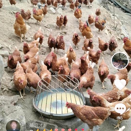 金刀村任小平生态鸡养殖场