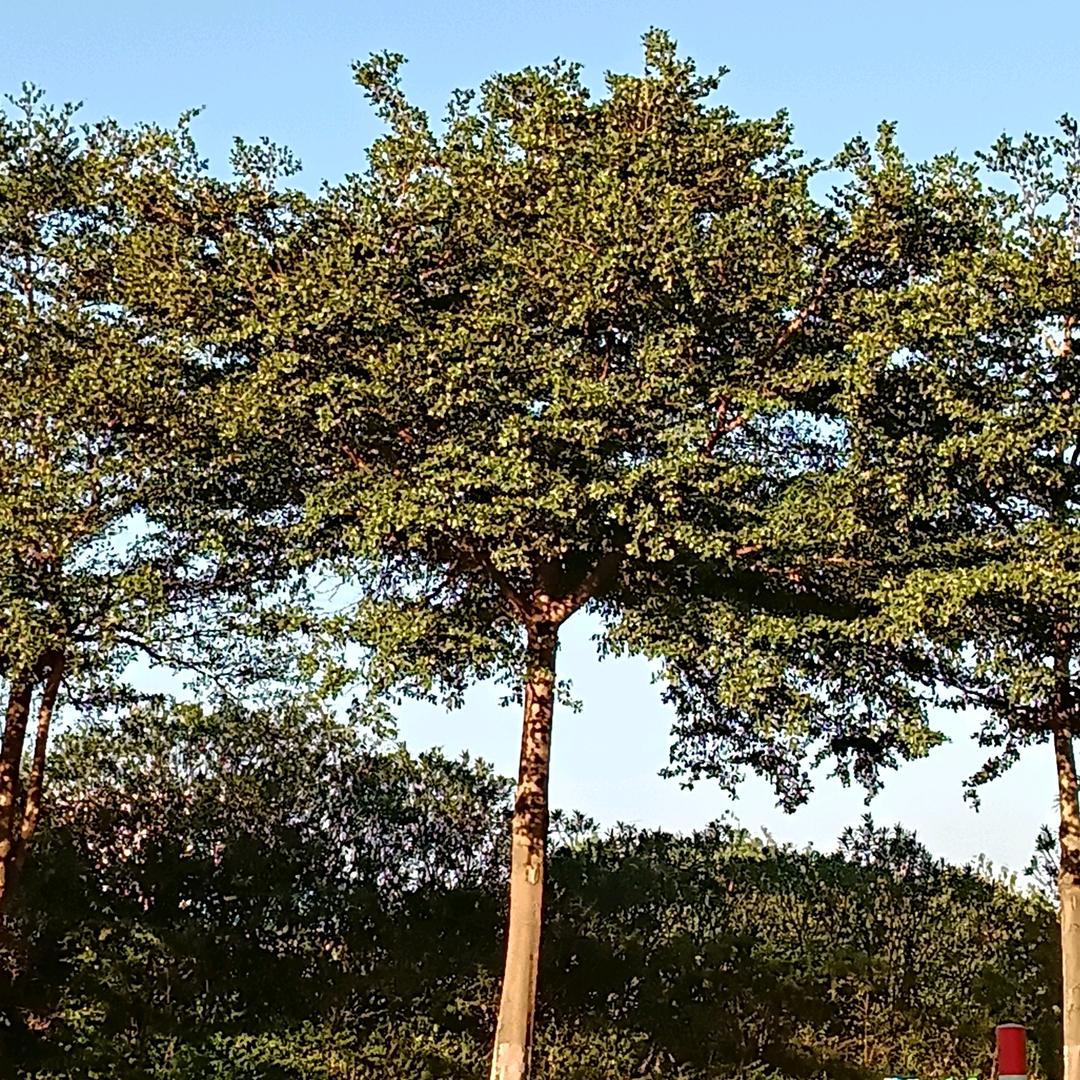 李浪子