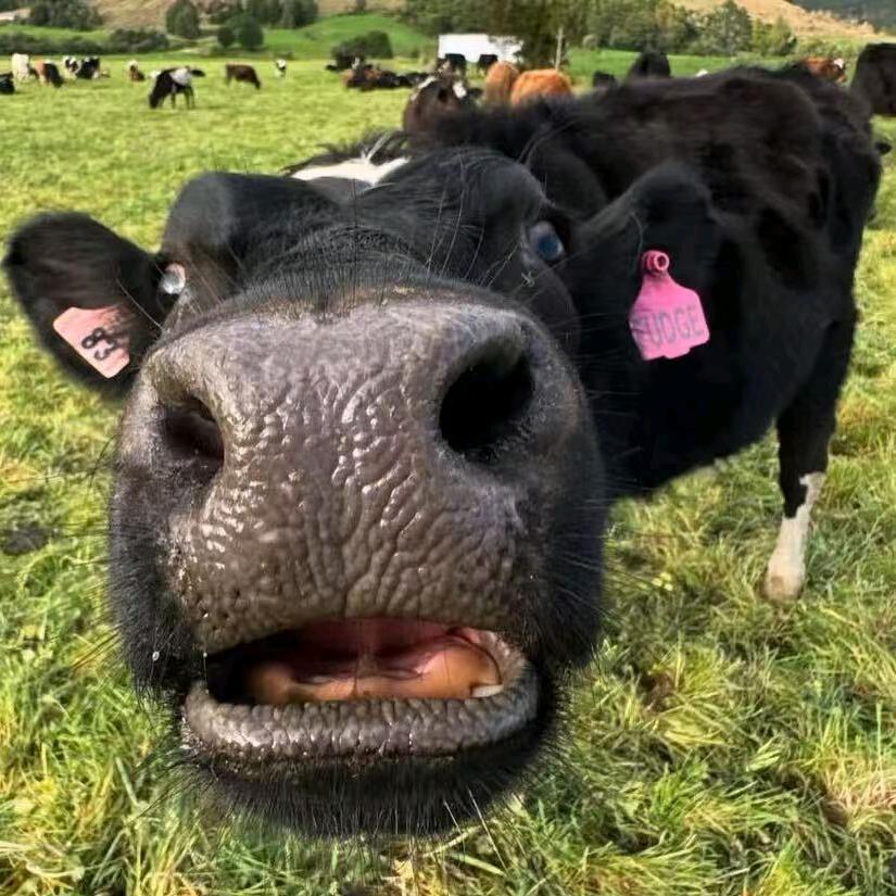 🐮🐴