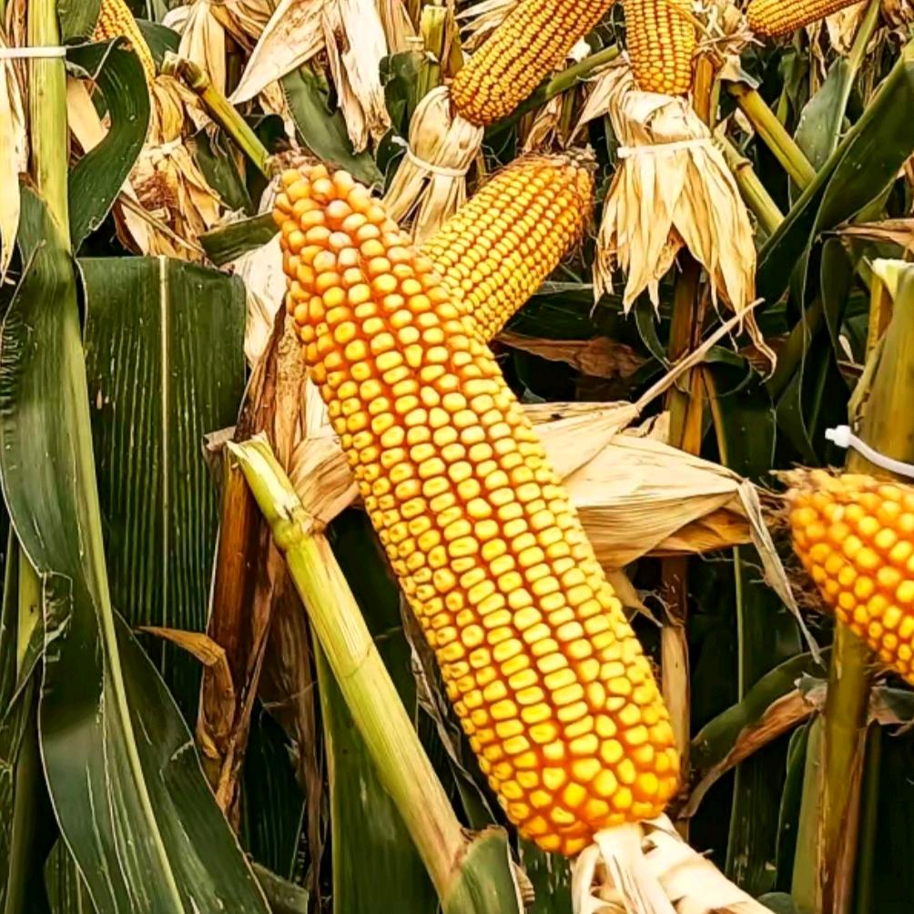 现代种业玉米种子