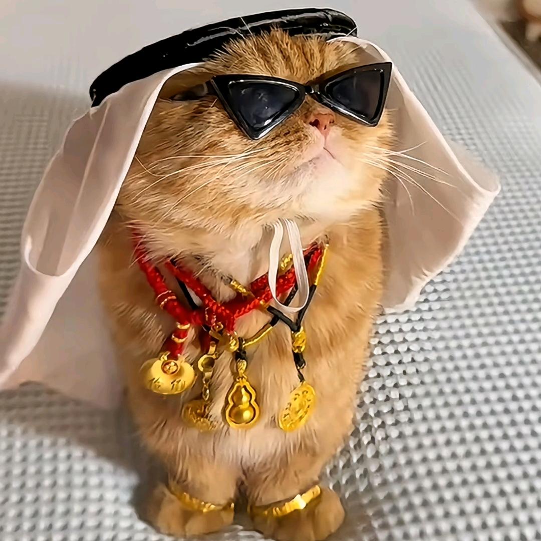 猫大户