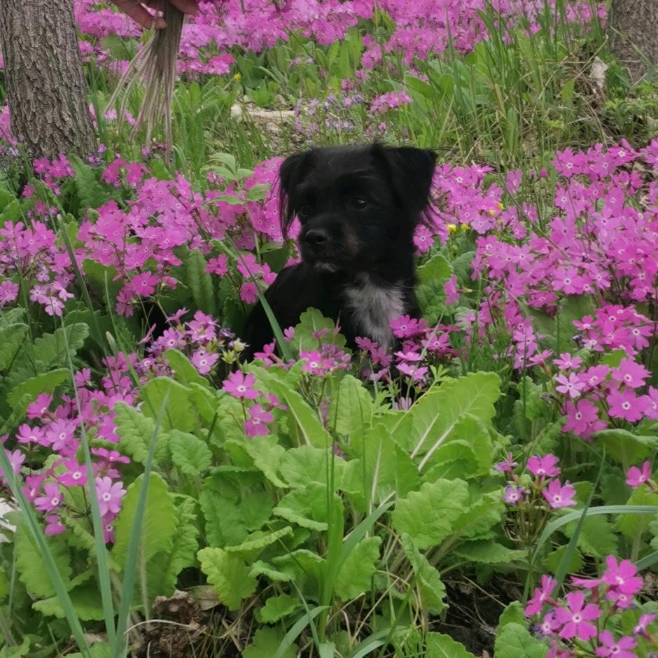 🌺向阳🌹开🌺