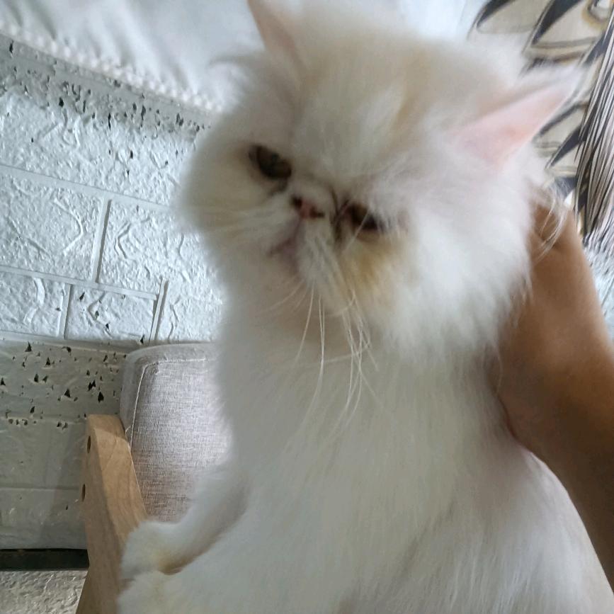 鱼青（三角洲）