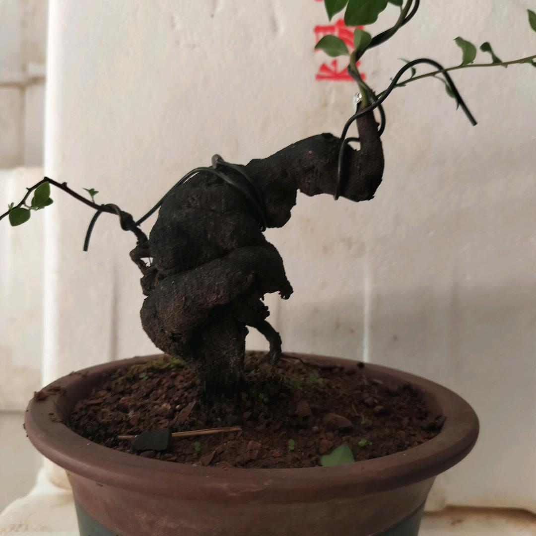青白江金弹子