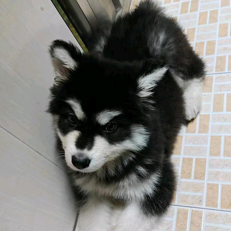 旺才是阿拉雪橇