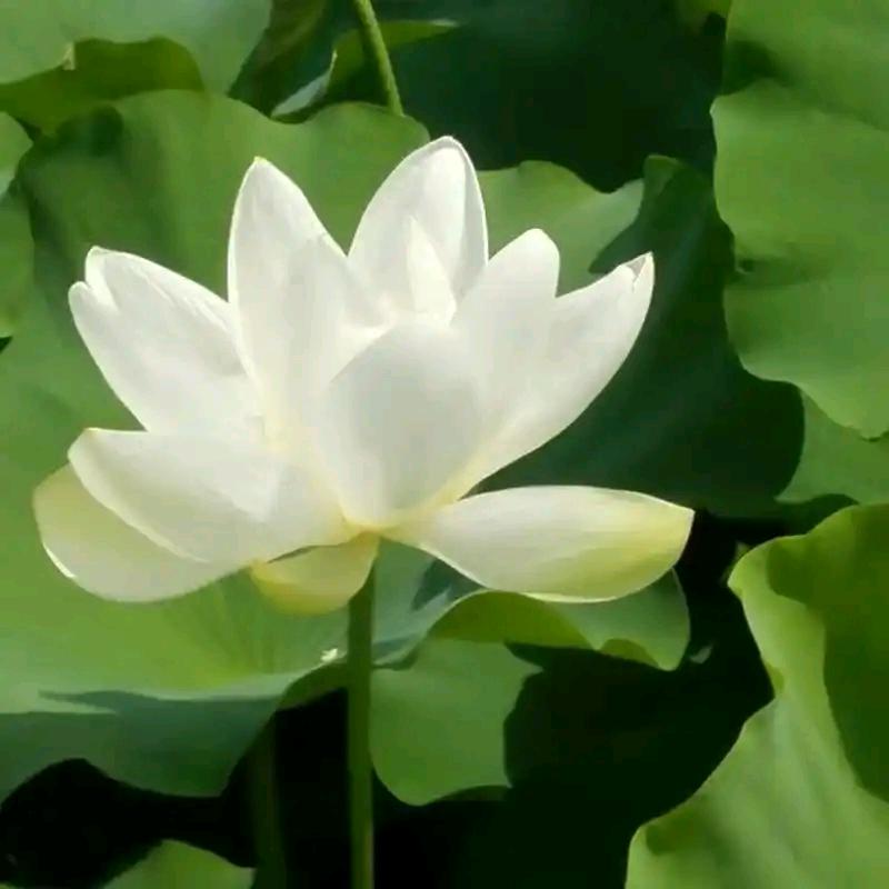 小勇(智尚客甄选)