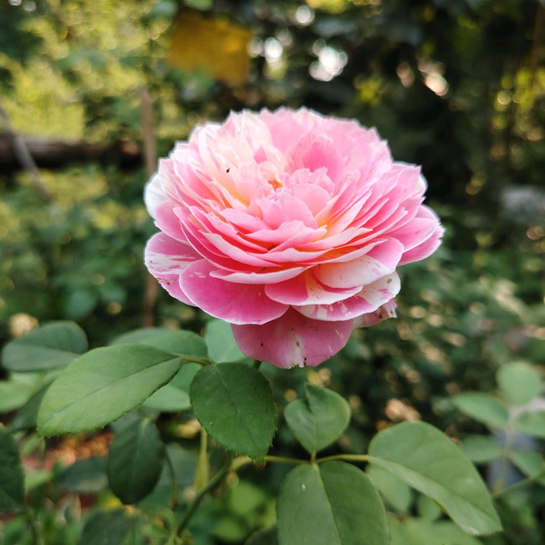 花前约下