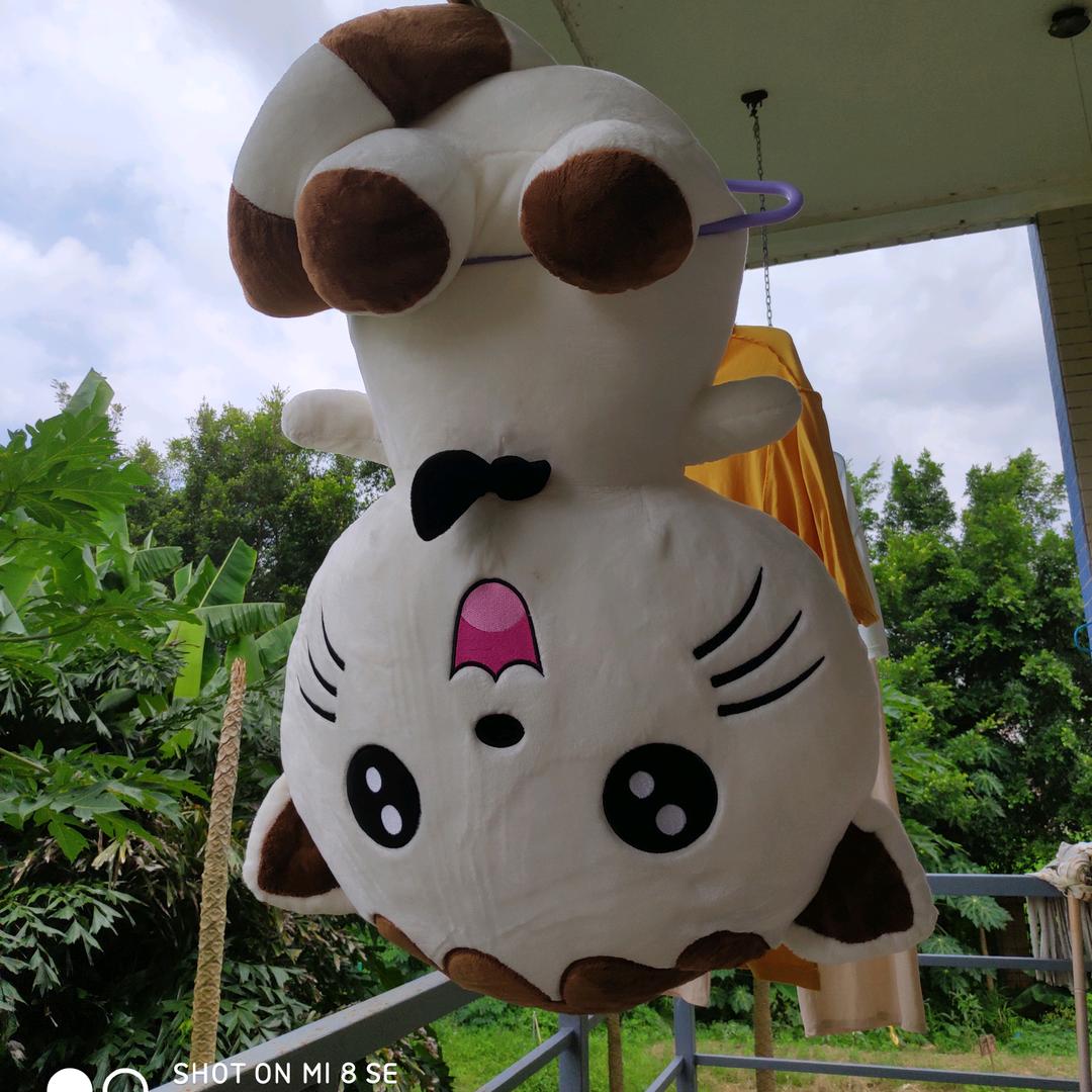 小猫爱吃橘子