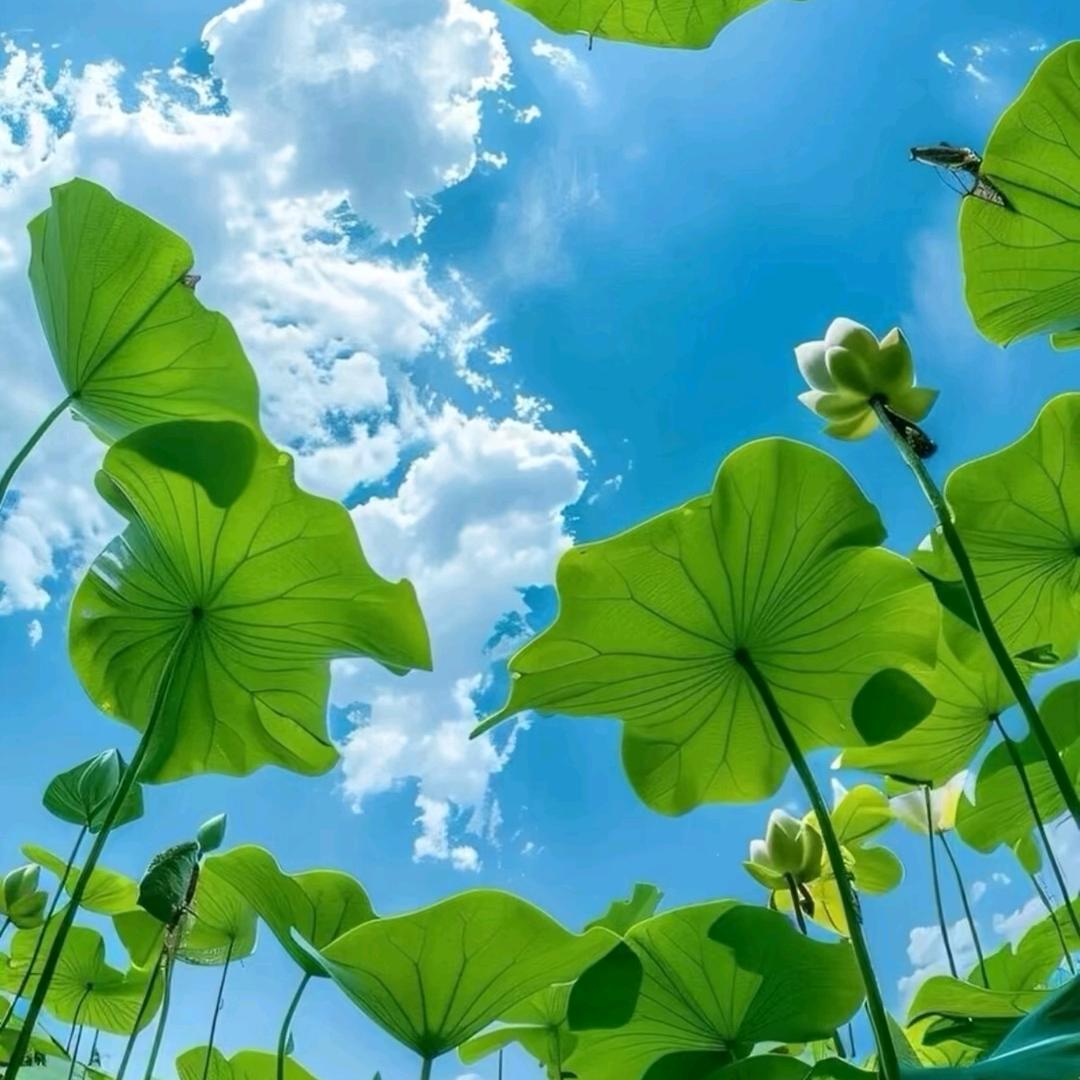 一只孤独的鹿