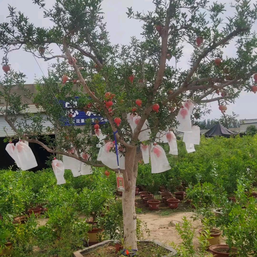 果果树苗基地