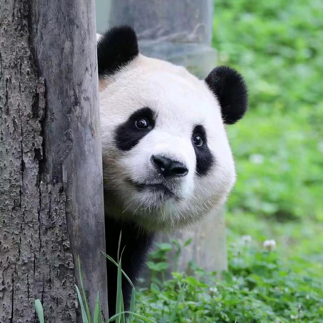 🐼