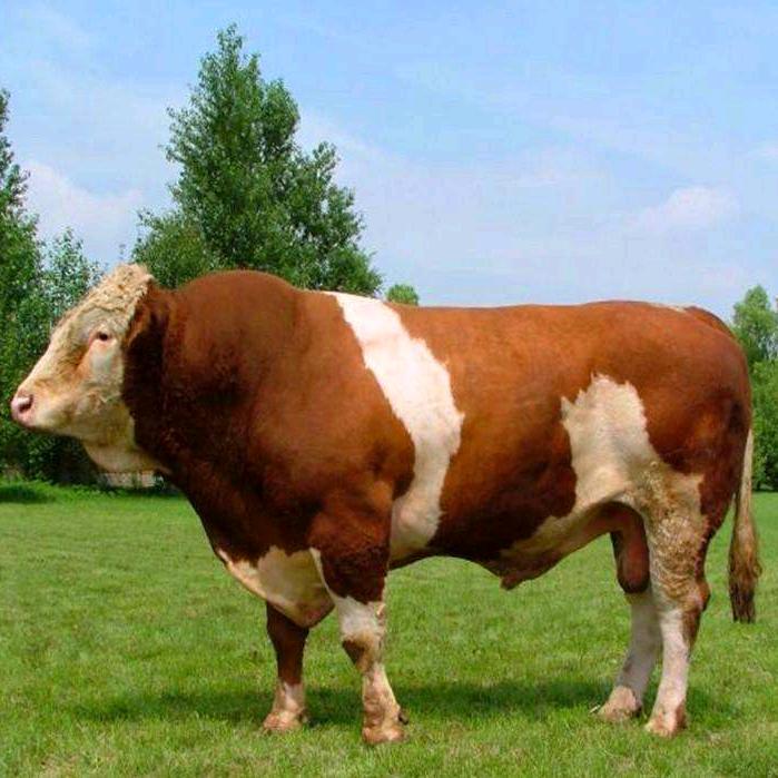 内蒙牧兴养殖有限公司