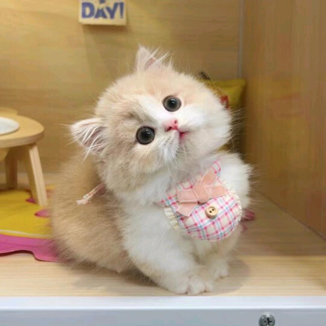 娜娜(๑˙ー˙๑)