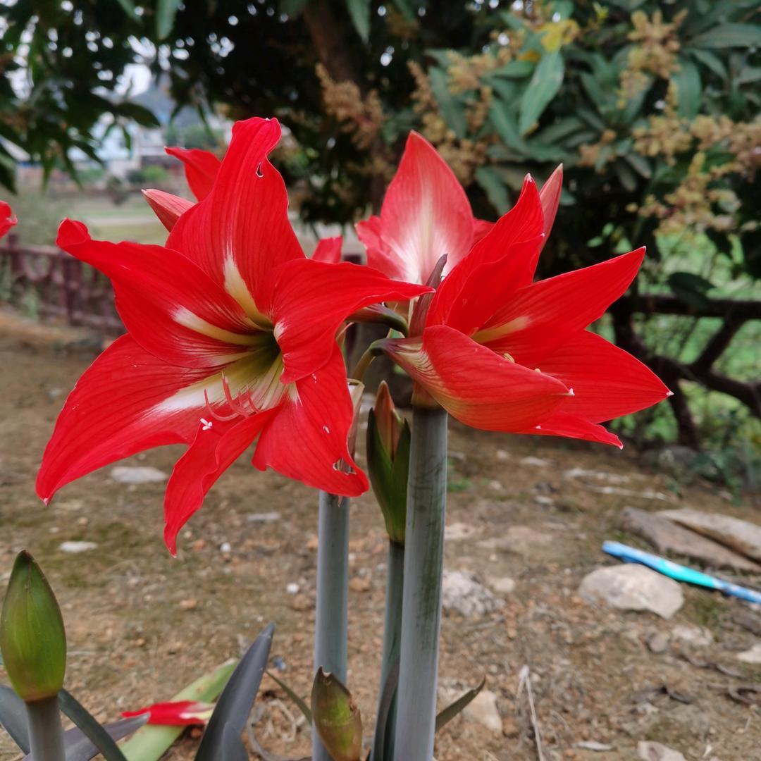 忘忧草.