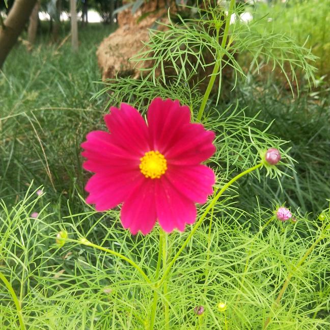 绿荫荫花卉1