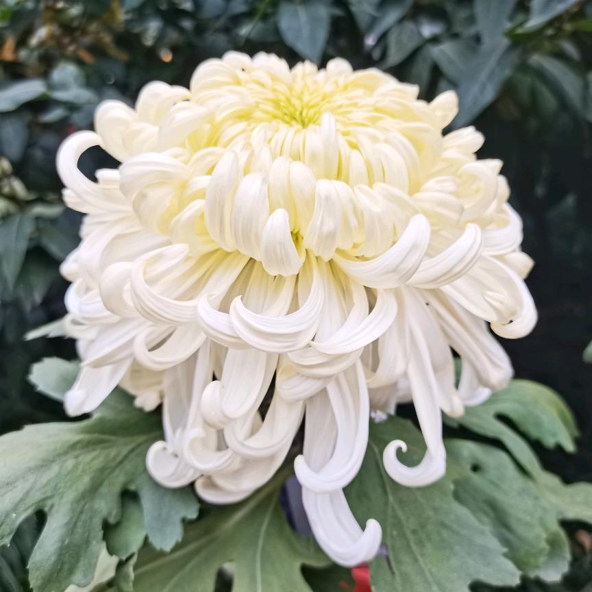 姗姗茉莉（第五人格）