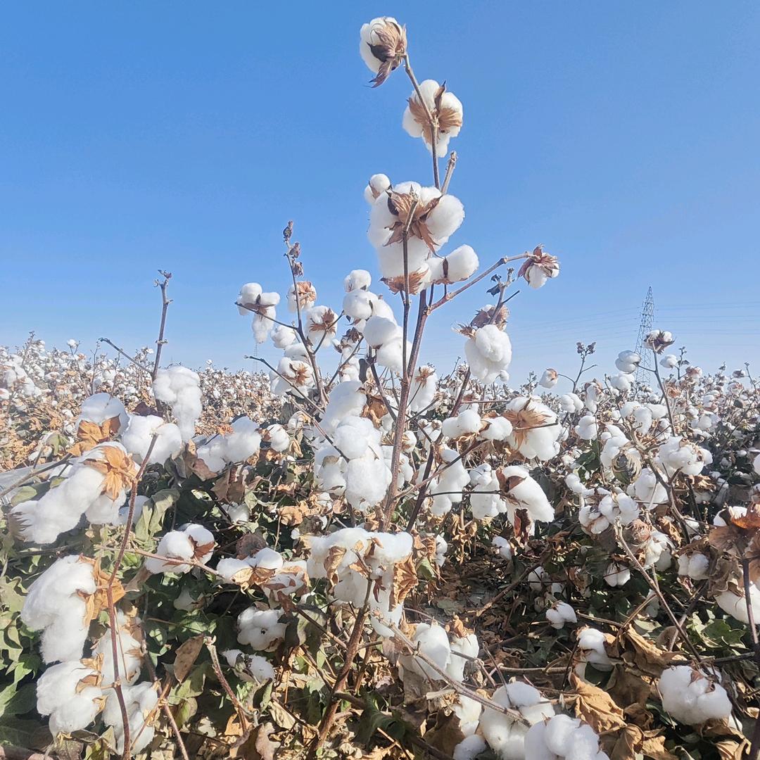 鑫荣农资&小小王