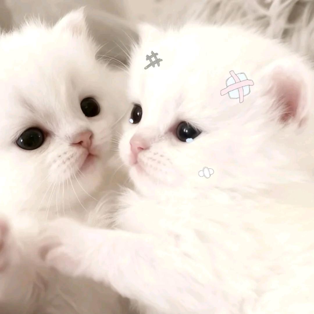 灵梦（自律爱睡觉吃饭）版！