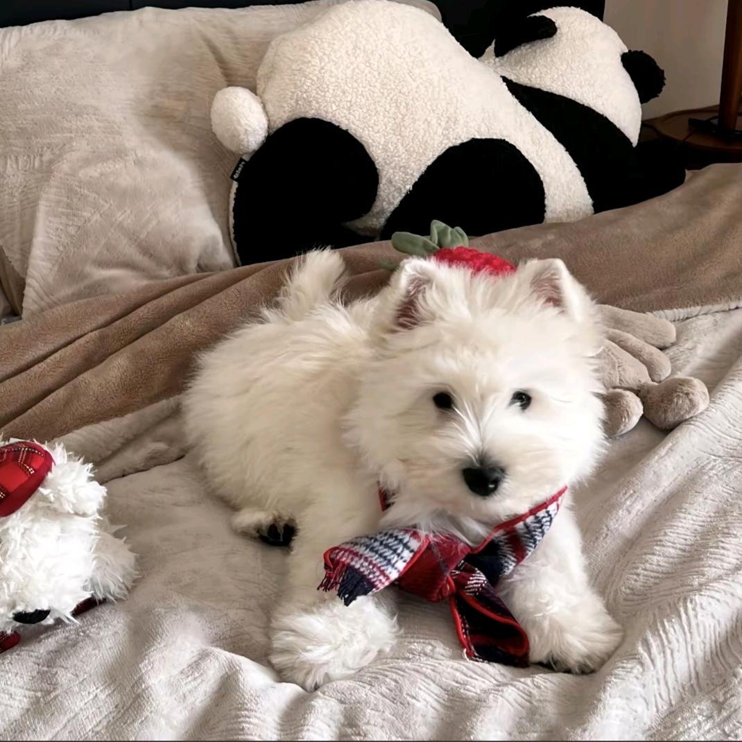 🥟五仁饺子🥮