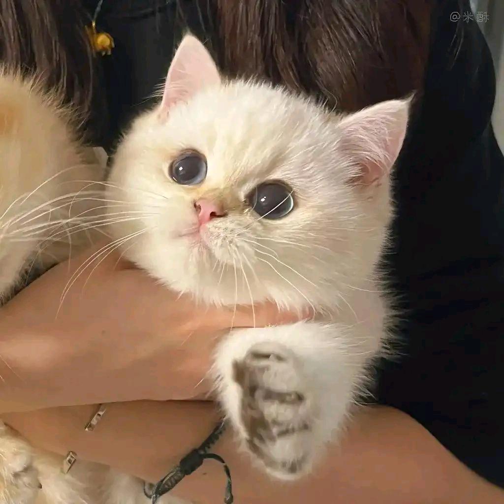 针尖对麦芒