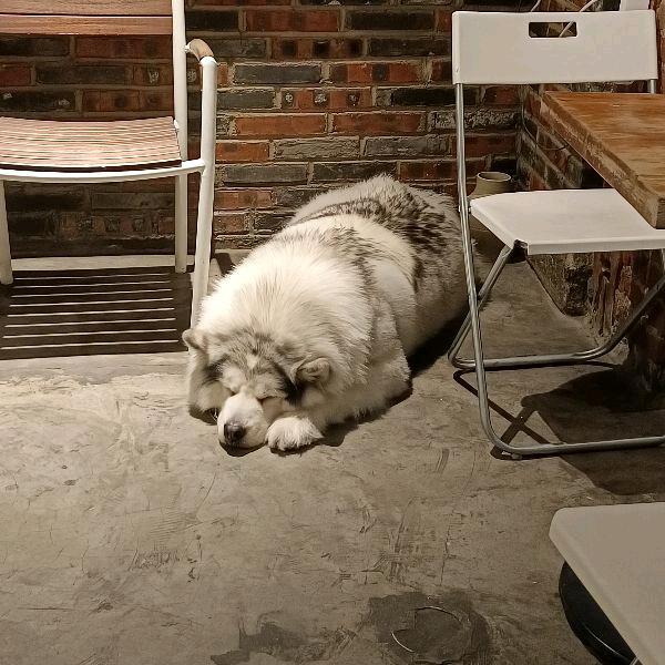 特立独行的🐷