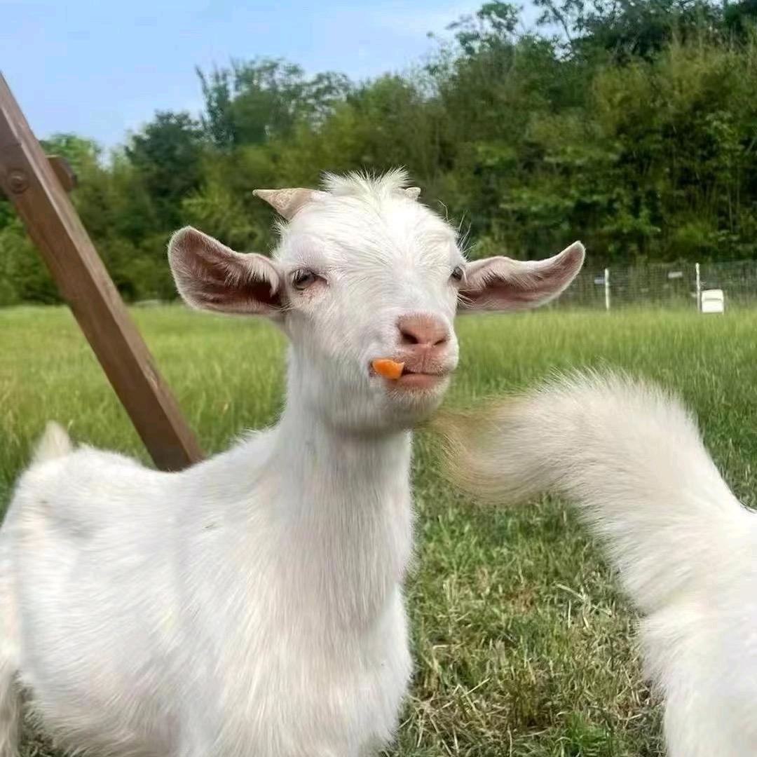 小🐑没烦恼
