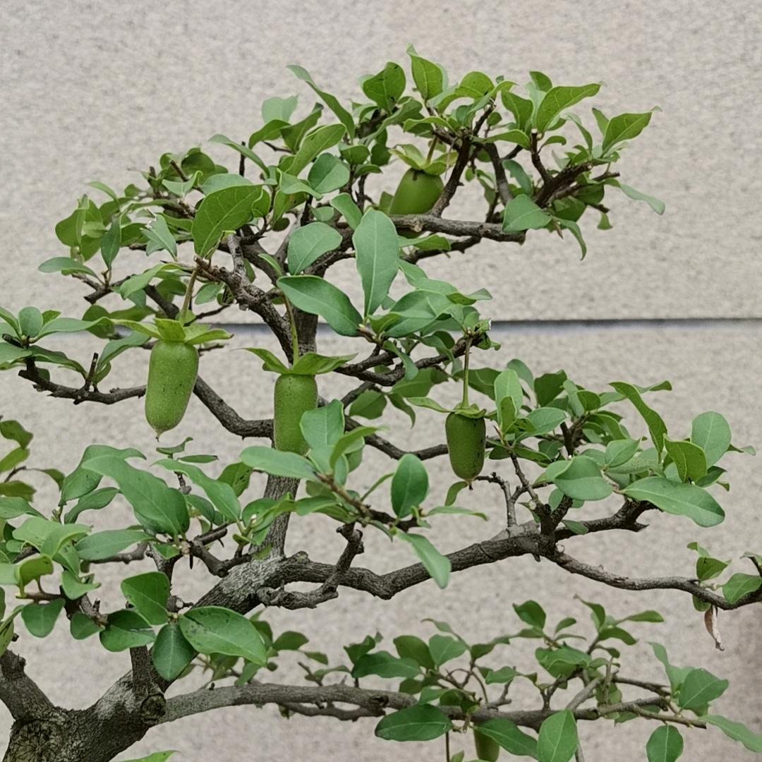 树意
