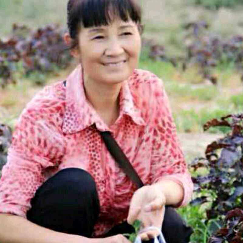 孙菊花