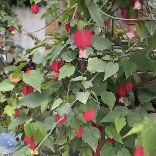 想要一个幸福的家