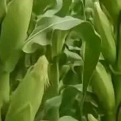 燕子