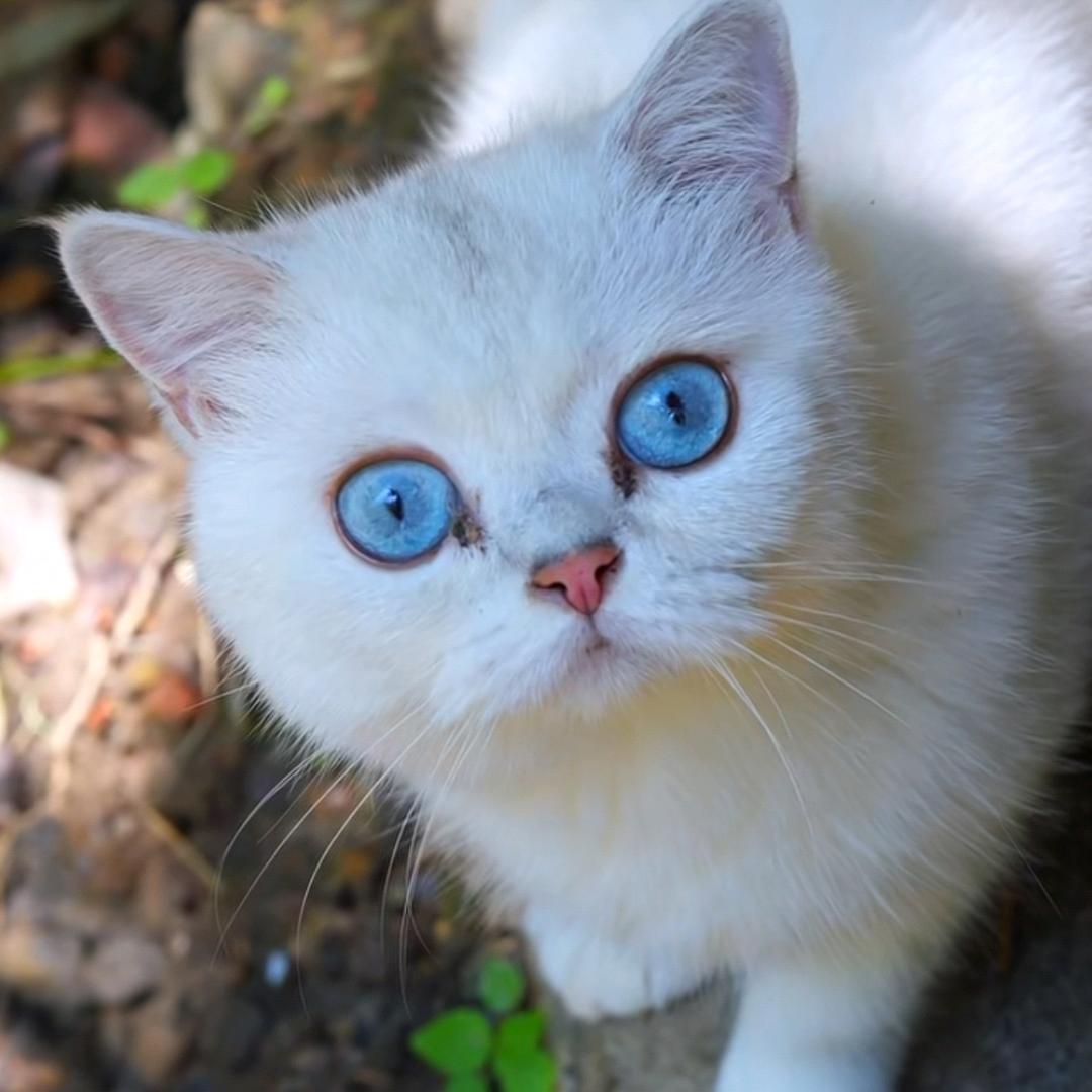 鸡箱茹亿
