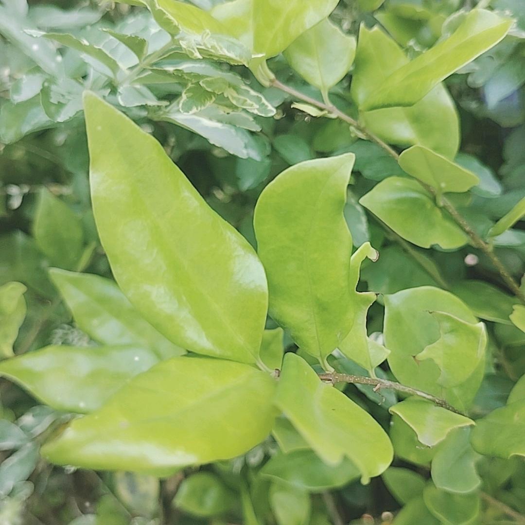🍀封心💘锁爱🌱