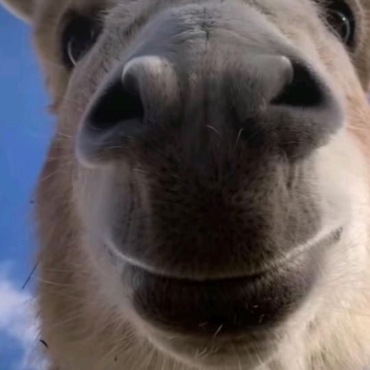 花果山的板栗都归我捡