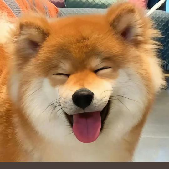 55868855