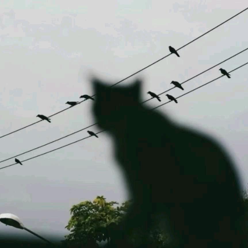 宁静潮牌