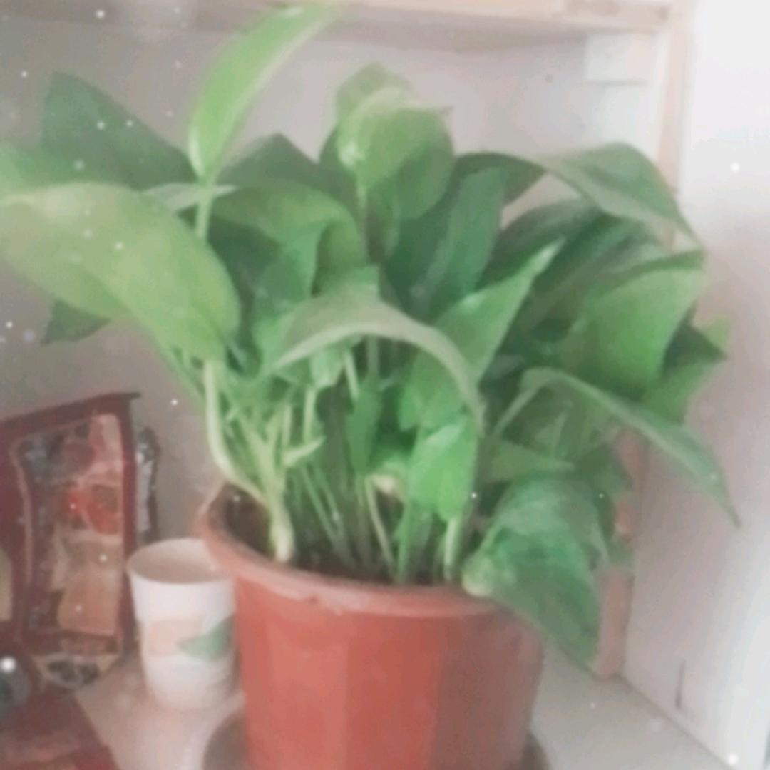 〈忘记一切〉🌹🌹🌹