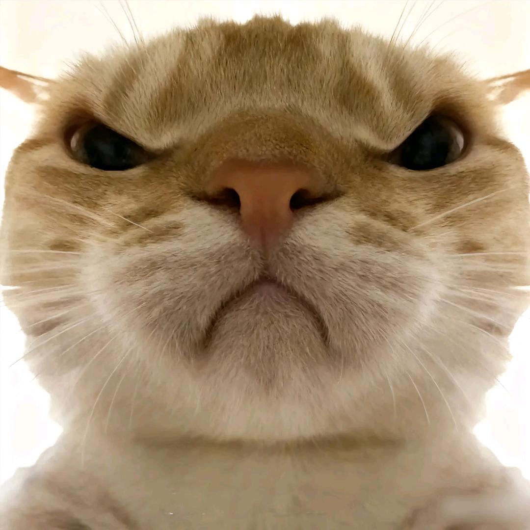 诚诚（三角洲）