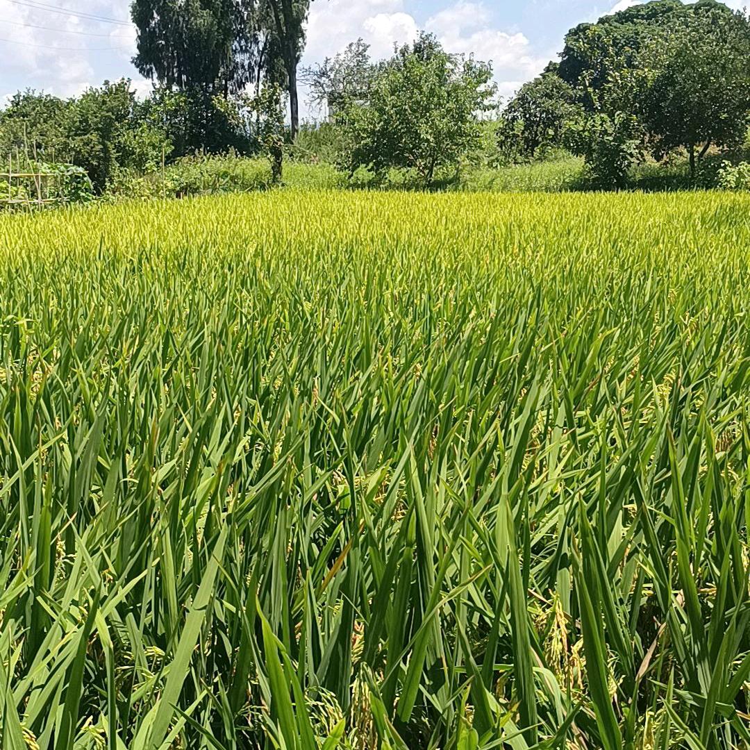 我是每一天开心
