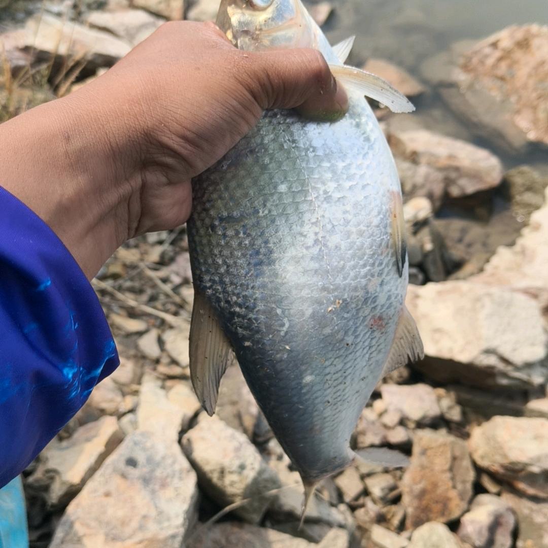 玩鱼人～鱼玩人