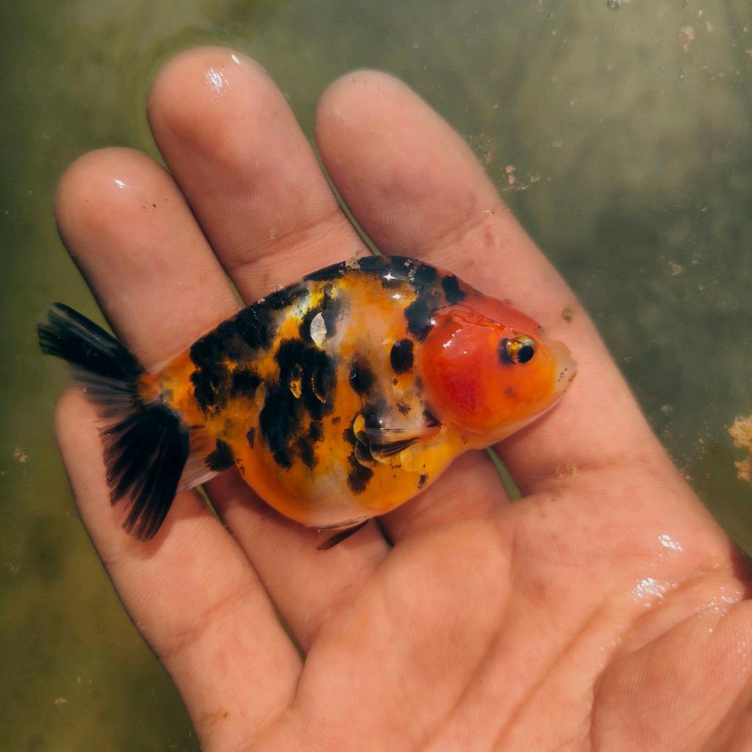 旅途金鱼