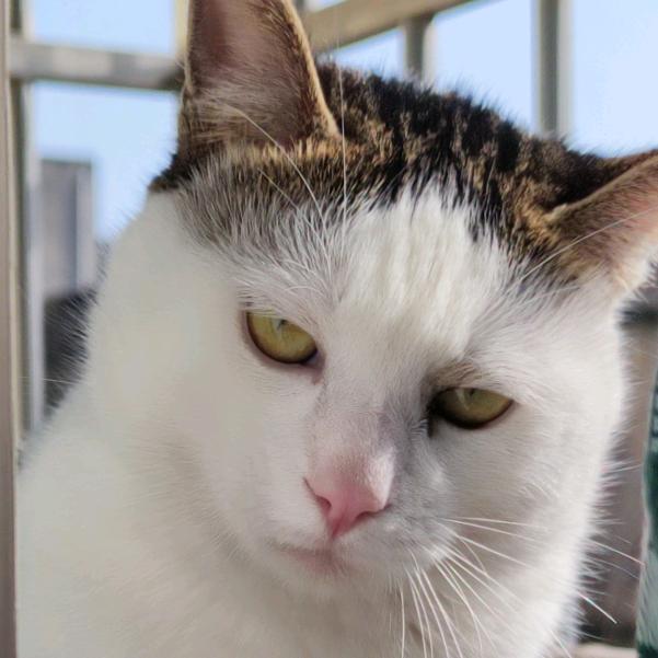 闲人无🌙(闭关中)