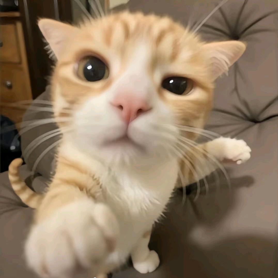 不知是海鸥