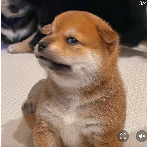 八公