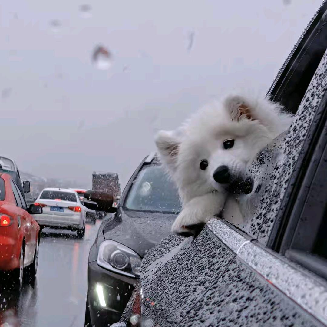 白❄️团子の圆舞曲