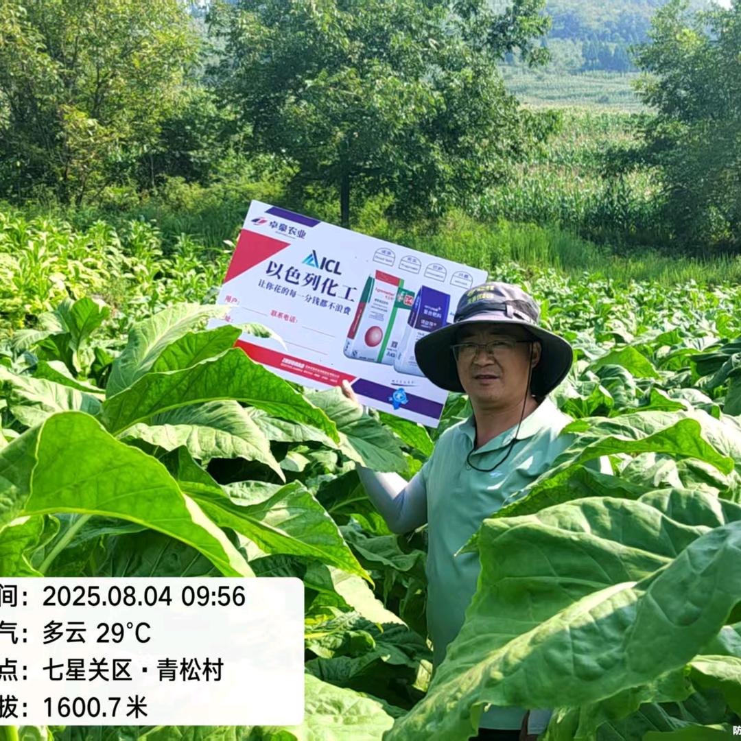 卓豪优质烤烟黄勇