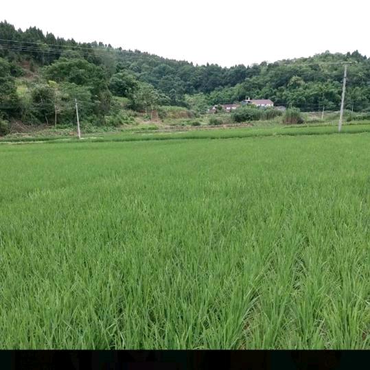 🌹开心每一天🌹