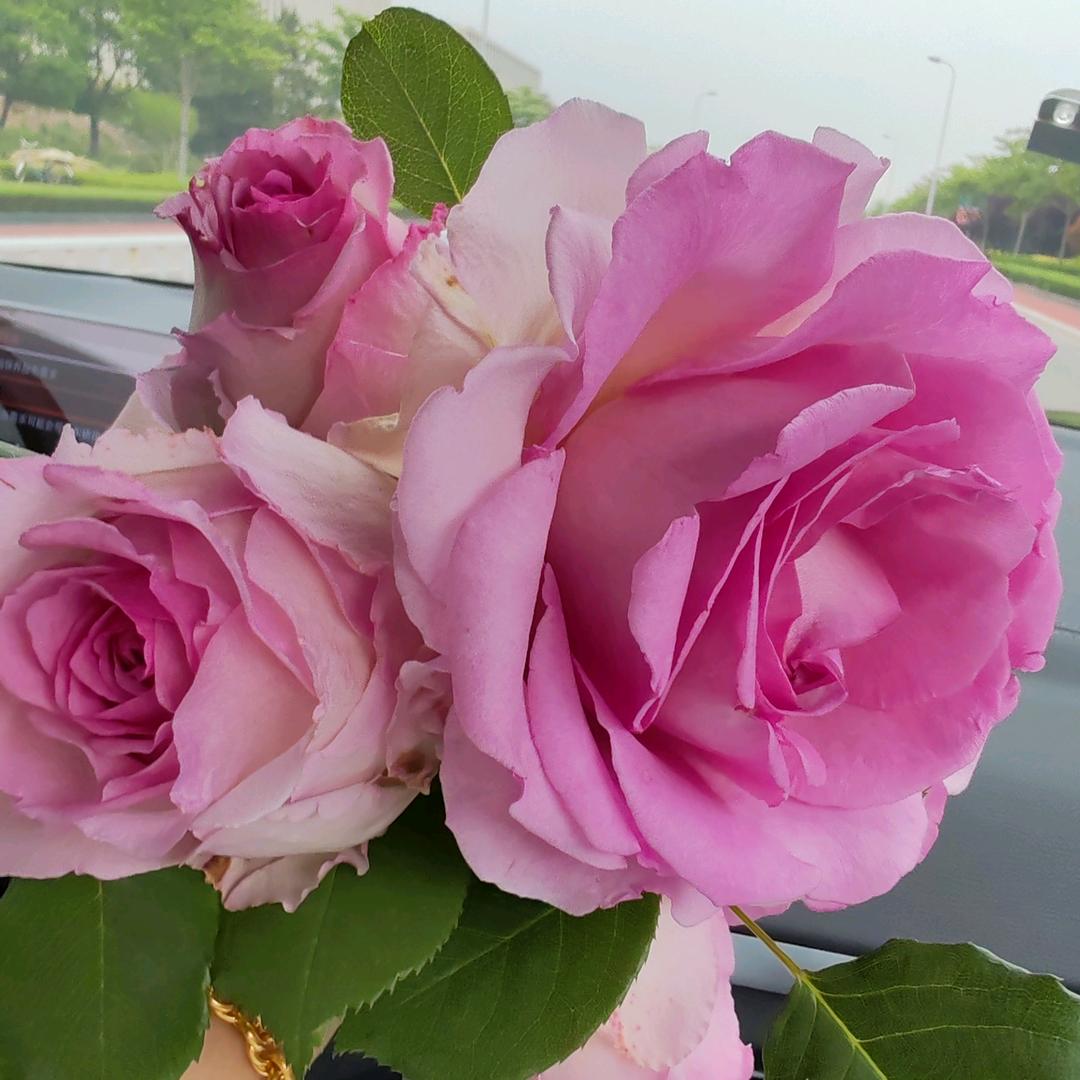 娜时花开